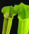 Sweet Pitcher Plant - Sarracenia rubra - Carnivorous - 3" Pot