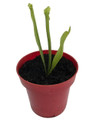 Sweet Pitcher Plant - Sarracenia rubra - Carnivorous - 3" Pot