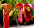 Sweet Pitcher Plant - Sarracenia rubra - Carnivorous - 3" Pot