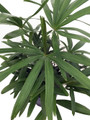 Lady Palm - Rhapis excelsa - House Plant - 6" Pot