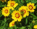 Tequila Sunrise Coreopsis Perennial Plant - Quart Pot