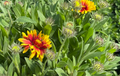Arizona Sun Blanket Flower Perennial - Gaillardia - Hardy - Quart Pot