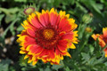 Arizona Sun Blanket Flower Perennial - Gaillardia - Hardy - Quart Pot