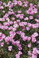 Tiny Rubies Dianthus - Fragrant/Hardy Groundcover - Quart Pot
