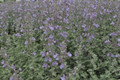 Dropmore Catmint Perennial - Nepeta - Quart Pot