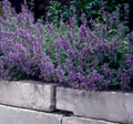 Dropmore Catmint Perennial - Nepeta - Quart Pot