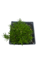 Emerald Blue Creeping Phlox Perennial - Potted - Live Plant -  Quart Pot
