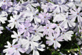 Emerald Blue Creeping Phlox Perennial - Potted - Live Plant -  Quart Pot