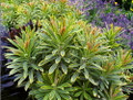 Ascot Rainbow Spurge - Euphorbia -Loves the Sun or Shade - Quart Pot