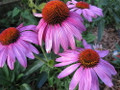 Prairie Splendor Coneflower - Echinacea - Quart Pot