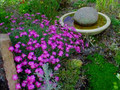Fire Witch Dianthus Perennial - Spicy Fragrance! - Quart Pot