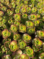 Dragon's Blood Sedum - Stonecrop - Loves the Sun - Live Plant - Quart Pot