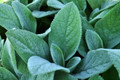 Big Ears Lamb's Ear Perennial - Stachys byzantina - Live Plant - Quart Pot