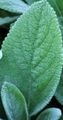 Big Ears Lamb's Ear Perennial - Stachys byzantina - Live Plant - Quart Pot