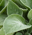 Big Ears Lamb's Ear Perennial - Stachys byzantina - Live Plant - Quart Pot