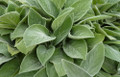 Big Ears Lamb's Ear Perennial - Stachys byzantina - Live Plant - Quart Pot