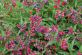 Raspberry Splash Lungwort Perennial - Pulmonaria - Live Plant - Gallon Pot