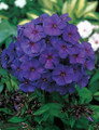 Nicky Hardy Tall Phlox - Immense Purple/Pink Blooms - Live Plant - Quart Pot