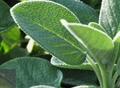 Berggarten Sage - Salvia officinalis - Hardy Perennial - Live Plant -3" Pot