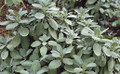 Berggarten Sage - Salvia officinalis - Hardy Perennial - Live Plant -3" Pot