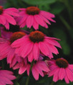 Pow Wow Wild Berry Coneflower - Echinacea - Quart Pot