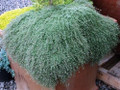 Wooly Thyme - Great Groundcover - Live Plant - Hardy - 3" Pot