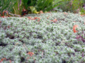 Wooly Thyme - Great Groundcover - Live Plant - Hardy - 3" Pot