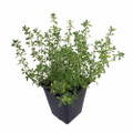 Golden Lemon Thyme Plant - Bright Golden-Edged Leaves - Live Plant - 3" Pot