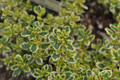 Golden Lemon Thyme Plant - Bright Golden-Edged Leaves - Live Plant - 3" Pot