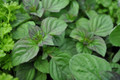 Lime Mint - Mint Sauces, Fruit Salads, Punches - Live Plant -  3" Pot