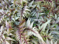 Red Beauty Hardy Fern - Athyrium niponicum - Shade - Live Plant - Gallon Pot
