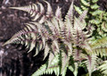 Red Beauty Hardy Fern - Athyrium niponicum - Shade - Live Plant - Gallon Pot