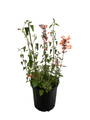 Mandarin Kudos Hummingbird Mint - Agastache - Anise Hyssop - Hardy -Gallon Pot