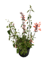 Mandarin Kudos Hummingbird Mint - Agastache - Anise Hyssop - Hardy -Gallon Pot