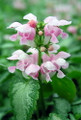Pink Pewter Lamium - Creeping Lamium - Very Hardy/Shade - Quart Pot