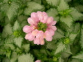 Pink Pewter Lamium - Creeping Lamium - Very Hardy/Shade - Quart Pot
