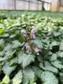 Pink Pewter Lamium - Creeping Lamium - Very Hardy/Shade - Quart Pot