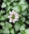 Pink Pewter Lamium - Creeping Lamium - Very Hardy/Shade - Quart Pot