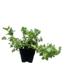 Pink Pewter Lamium - Creeping Lamium - Very Hardy/Shade - Quart Pot