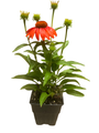 Cheyenne Spirit Coneflower Plant - Echinacea - Quart Pot