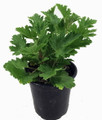 Citronella Mosquito Live Plant - Pelargonium citriodorum - Quart Pot
