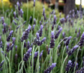 Goodwin Creek Grey Lavender - Live Plant - Good Scents - 3" Pot