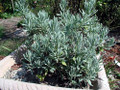 Goodwin Creek Grey Lavender - Live Plant - Good Scents - 3" Pot