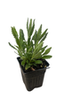 Goodwin Creek Grey Lavender - Live Plant - Good Scents - 3" Pot