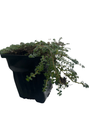 Elfin Thyme Plant - Thymus minus - World's Smallest Thyme - Live Plant - 3" Pot