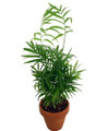 Hirt's Victorian Parlor Palm - Chamaedorea Neanthe Bella - 4" Clay Pot