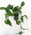 Jade Devil's Ivy - Pothos - Epipremnum - 6" Pot