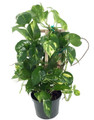 Golden Devil's Ivy - Pothos - Epipremnum - 6" Pot/Totem - Easy House Plant