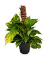 Golden Devil's Ivy - Pothos - Epipremnum - 6" Pot/Totem - Easy House Plant