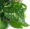 Golden Devil's Ivy - Pothos - Epipremnum - 6" Pot/Totem - Easy House Plant
